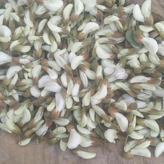 礼县新鲜洋槐花