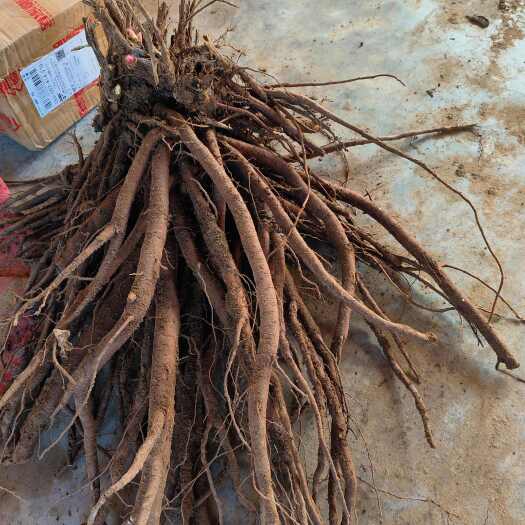 赤峰内蒙古赤峰新鲜赤芍根茎中药材批发源头供货10年生赤芍