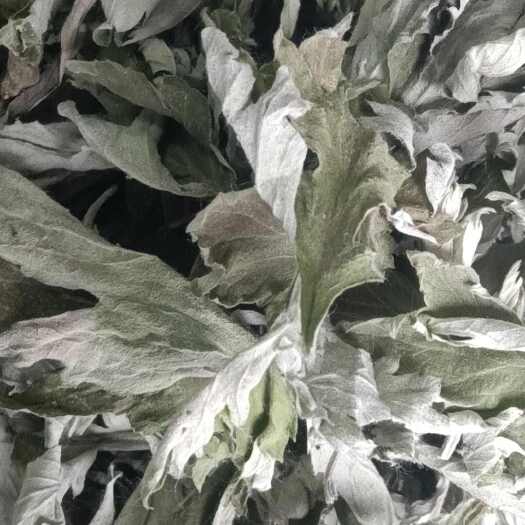 唐河县端午节艾叶人工采摘人工精选欢迎你选购