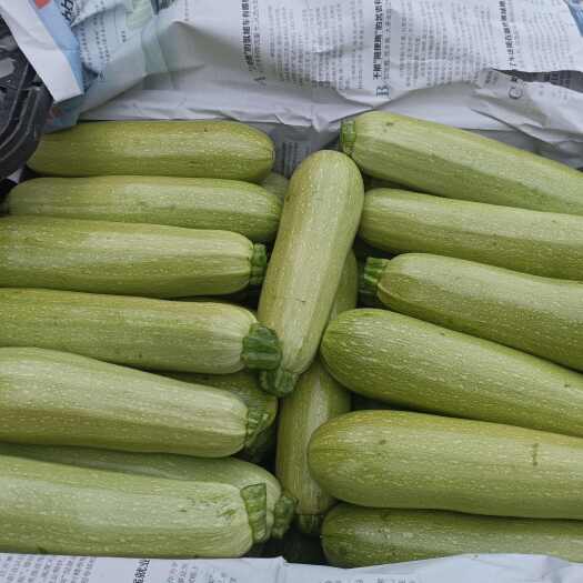 中江县西葫芦