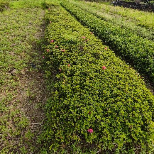 基地直销  夏鹃 夏杜鹃绿化色块苗  杜鹃小杯苗 全国发货