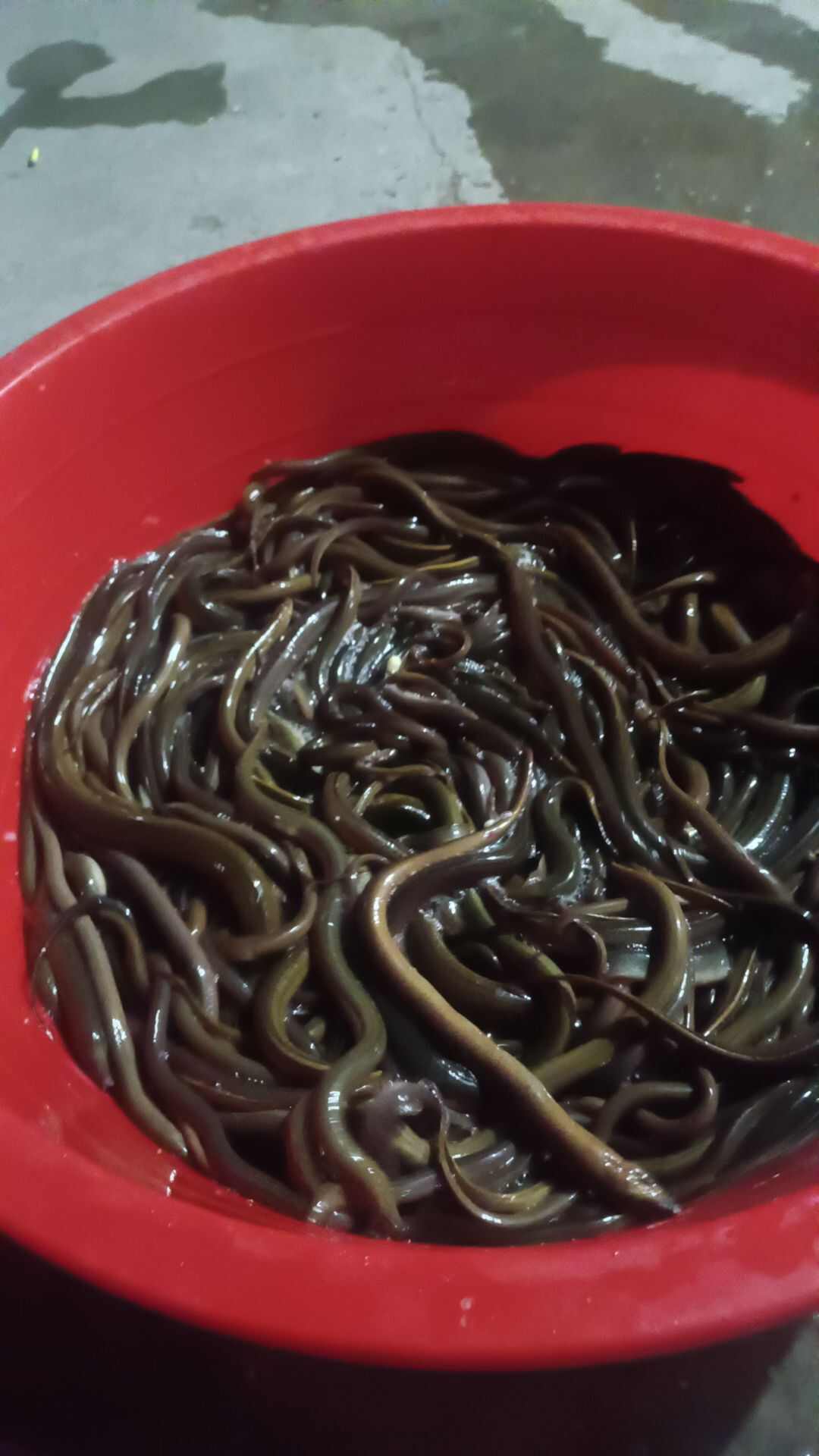 黄鳝