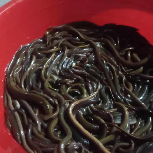 三台县黄鳝