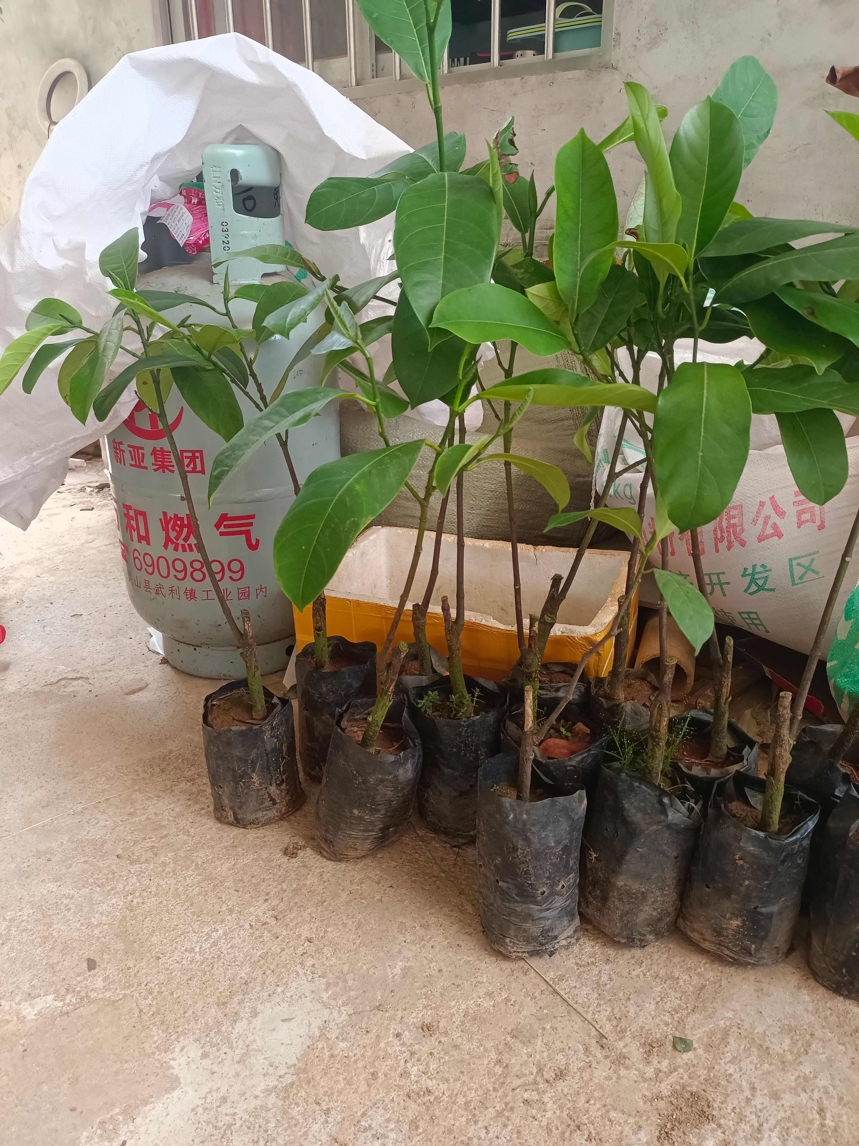 榴莲蜜树苗多包肉好吃榴莲味的菠萝蜜营养杯苗嫁接苗