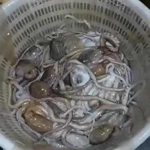 庄河市大连当地长腿八爪鱼
