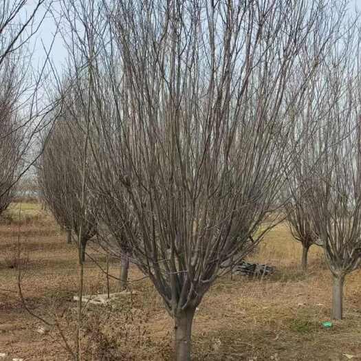陕西西安周至密枝红叶李苗木基地直销批发