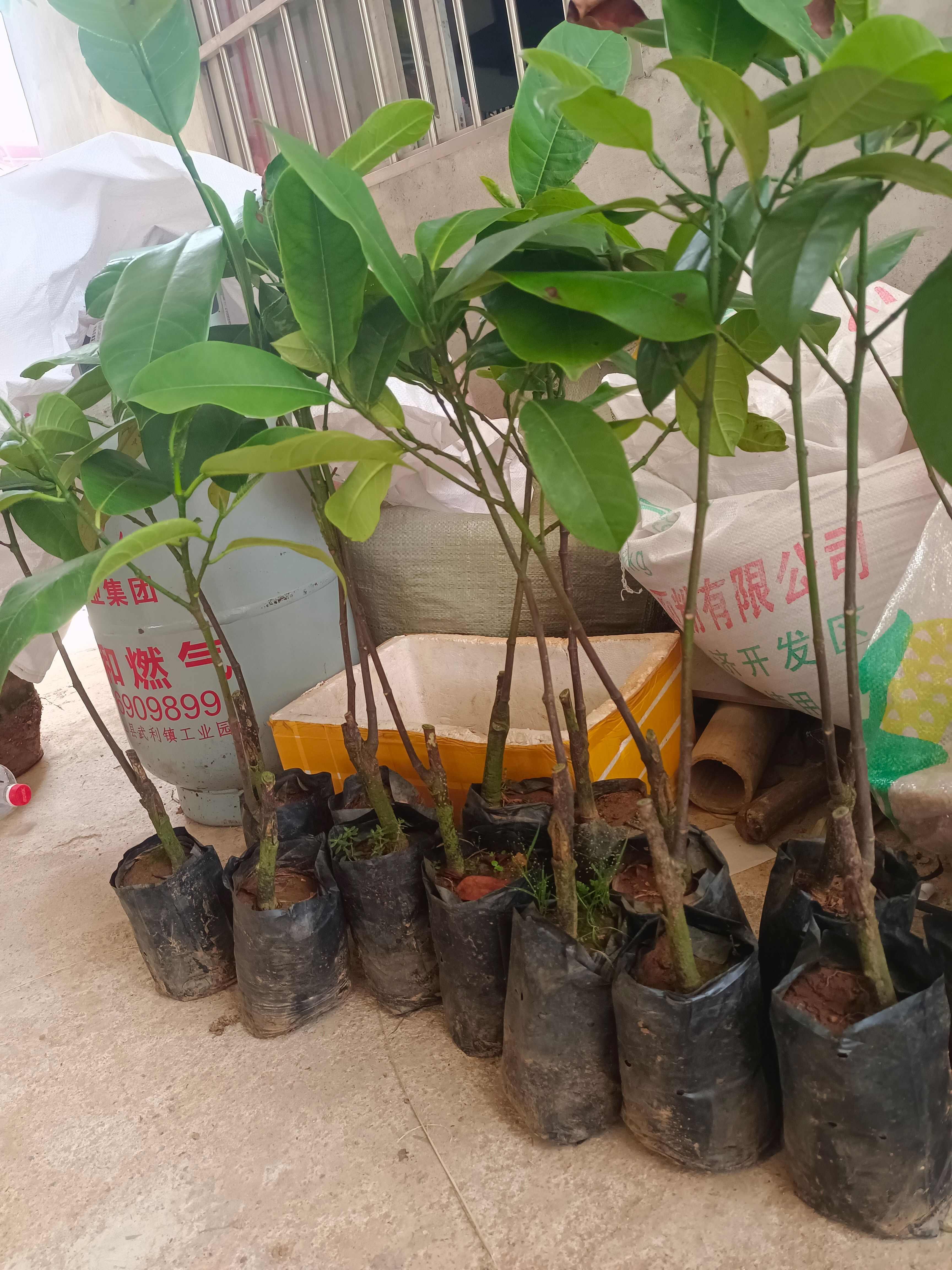 榴莲蜜树苗多包肉好吃榴莲味的菠萝蜜营养杯苗嫁接苗