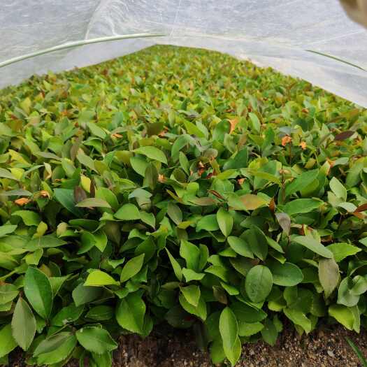 巴马县油茶小芽苗