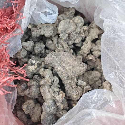 旬阳市秦岭猪苓，天然生长，无农药添加，十年老种，生长周期满三年