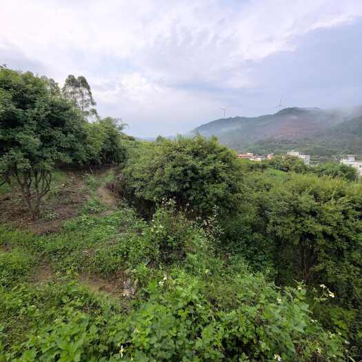 梧州嘉宝果树苗，五年苗，梧州地区包邮，量大从优。