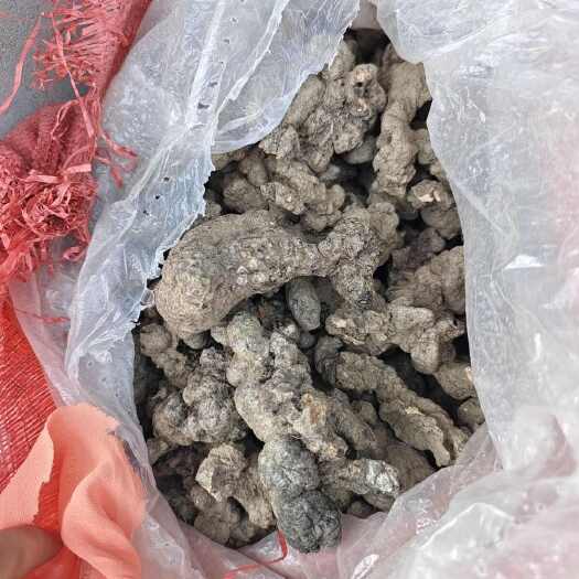 旬阳市秦岭猪苓，自然种植，无农药添加，十年老种，生长周期三年以上
