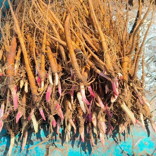 赤峰赤芍种苗 内蒙古赤峰新鲜发货 松山区优质药材种苗基地直供