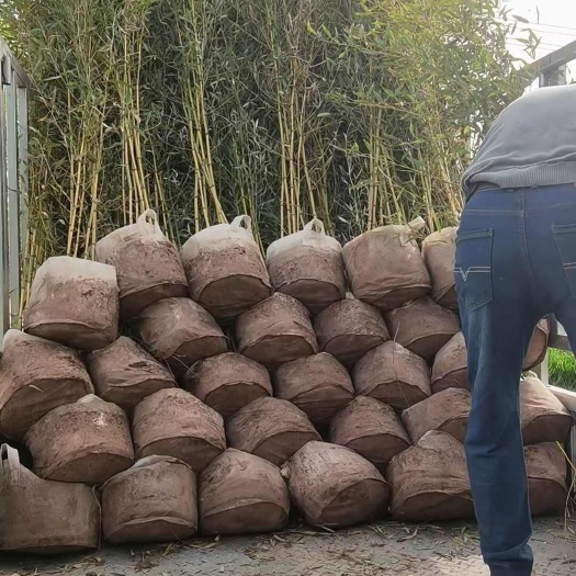 沭阳县金镶玉盆栽苗
