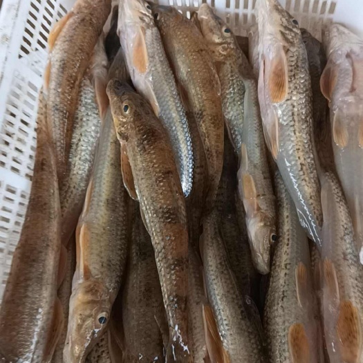 凌源市马口鱼