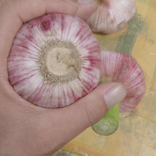 通许县大蒜