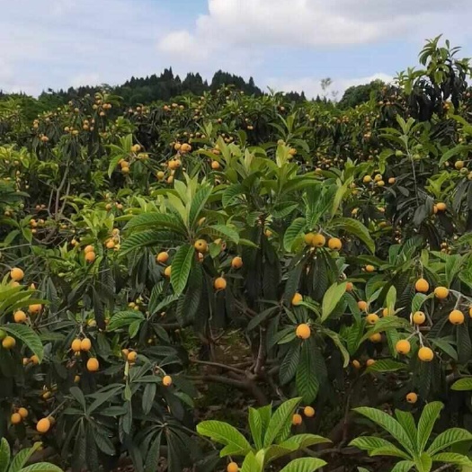 盘州市二千多亩大五星枇杷己成熟，量大的看过来