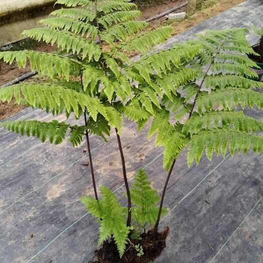 大余县红鳞蕨：江西赣州优质种植基地批发供应