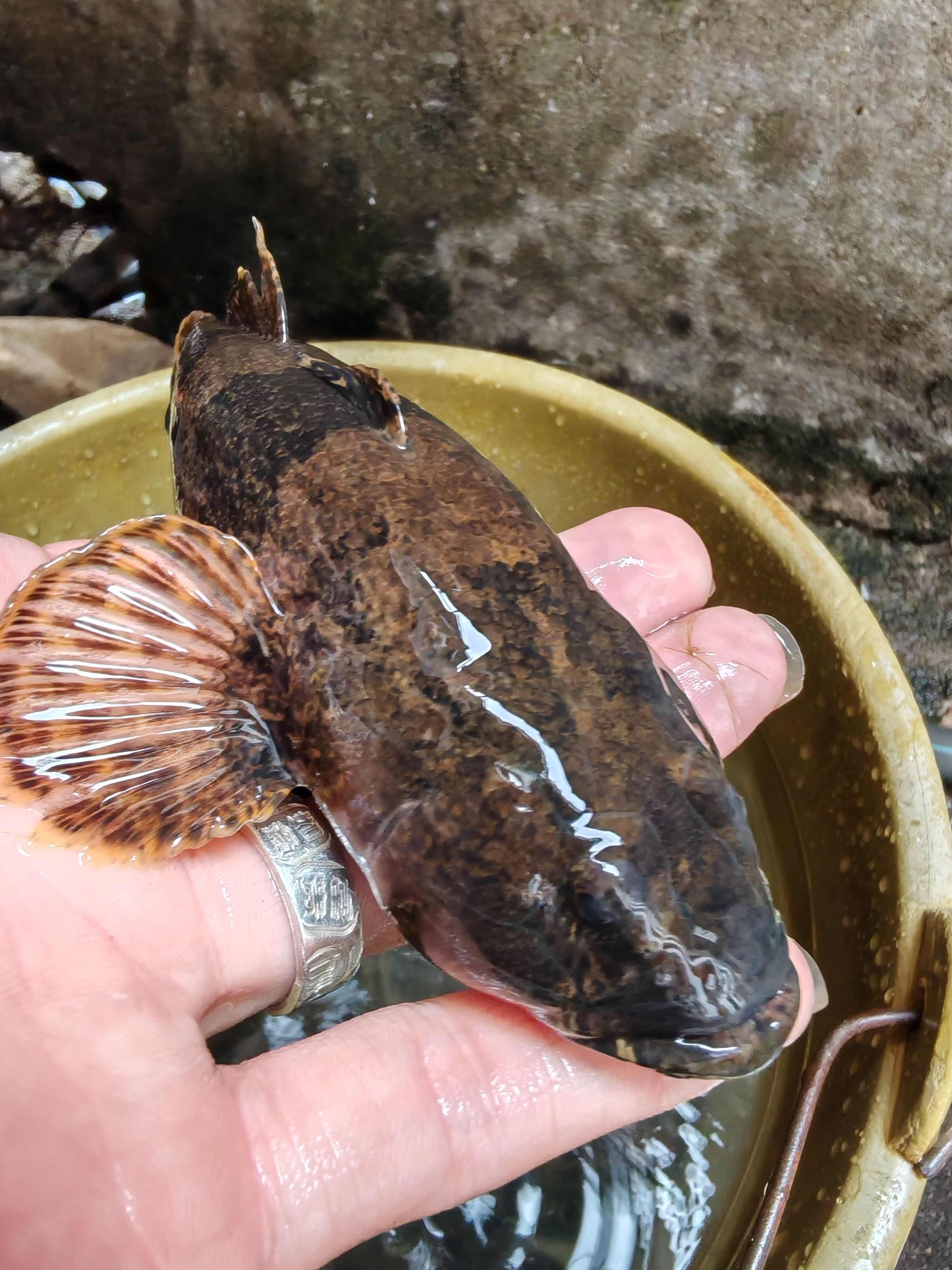 鱼，小杂鱼 ，溪石斑，沙塘鳢，白条