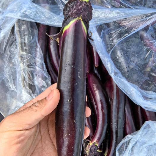 扶余大棚茄子大量上市中