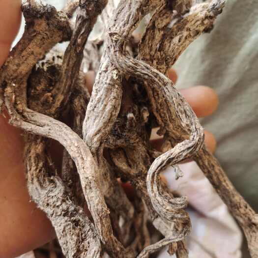 伏牛山漏芦，根部干货，量大价格可谈，可长期供货，欢迎咨询