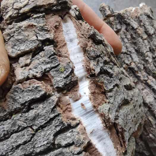 伏牛山杜仲，杜仲皮，新货，干货，大皮未切片。可长期供货！