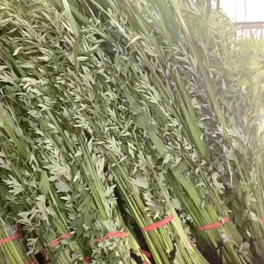 南通艾草