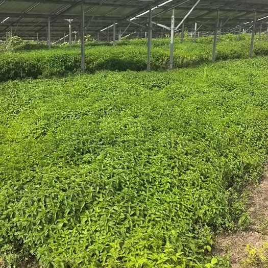 衢州新鲜薄荷