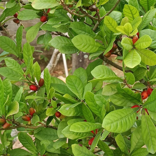新鲜采摘神秘果 浆果类水果天然风味