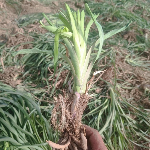 黄花菜种苗大量供应。