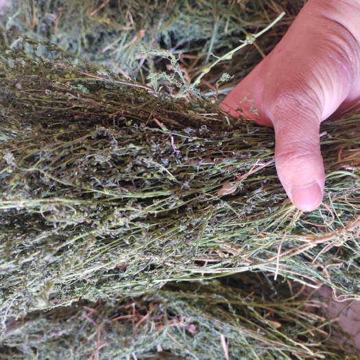 伏牛山百蕊草，麦黄草，今年新货，整棵干货。量大价格优惠。