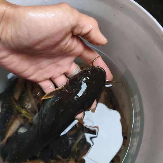 灌阳县鱼，小杂鱼 ，溪石斑，沙塘鳢，白条