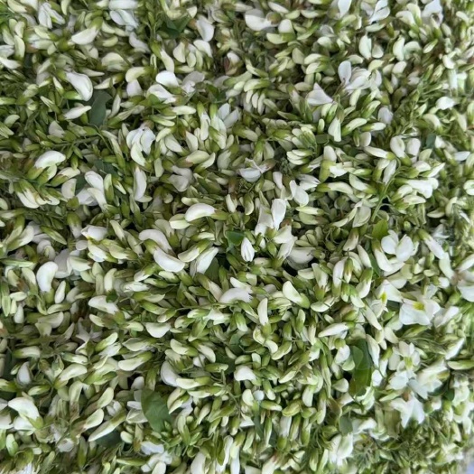 鲁山县冻干槐花
