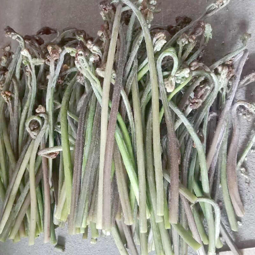 鄂温克旗蕨菜