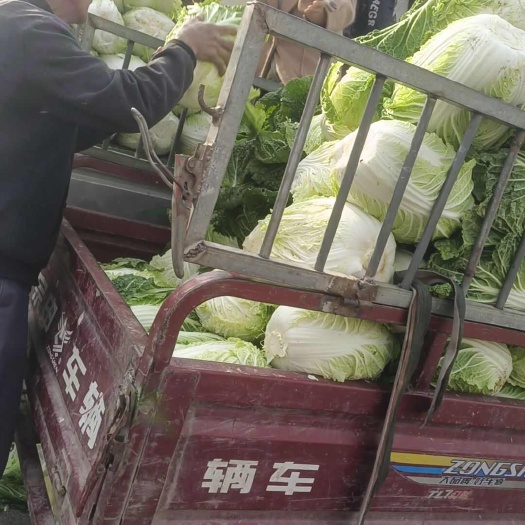 白菜