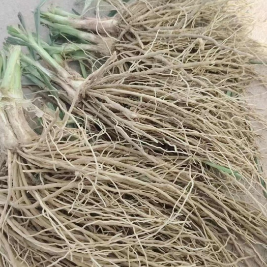 韭菜根  当年新茬新根头茬，春天播种，夏天管理，一年新根
