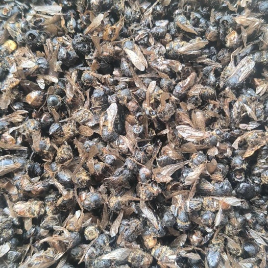 牛虻虫中药材牛虻虫牛虻虫
