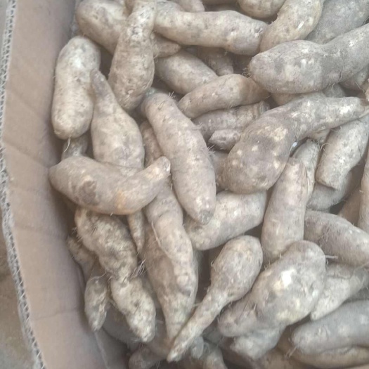 阳江板栗薯