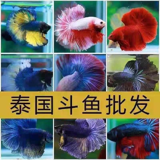 泰国斗鱼小型热带观赏鱼