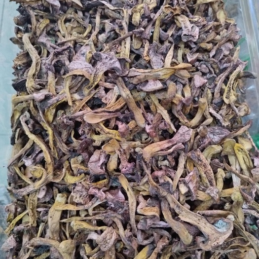 辽阳县红松蘑菇（松树伞）