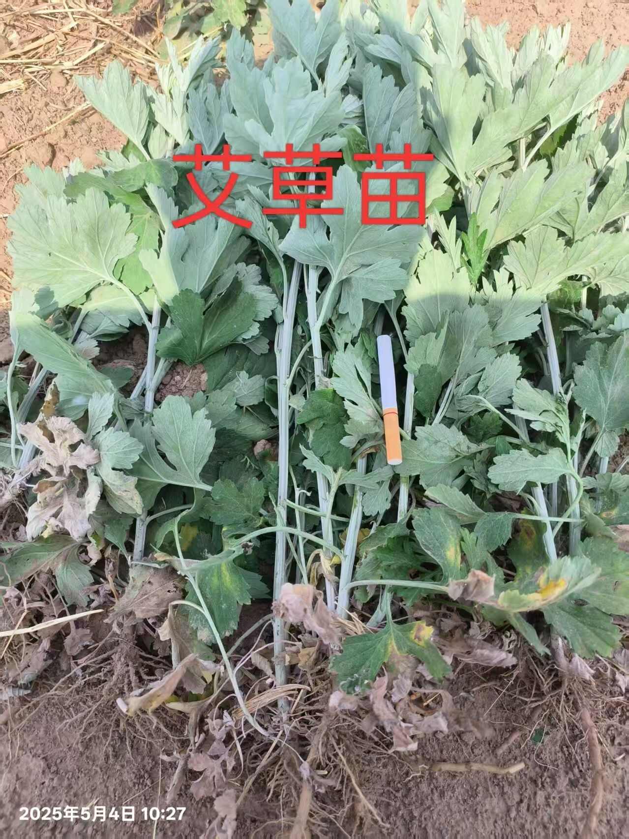 艾草苗，艾草秧苗，艾草