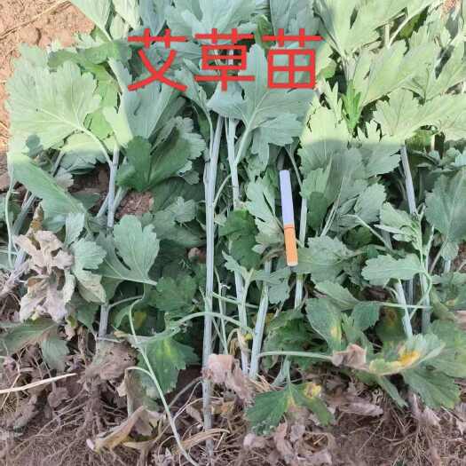 安国市艾草苗，艾草秧苗，艾草