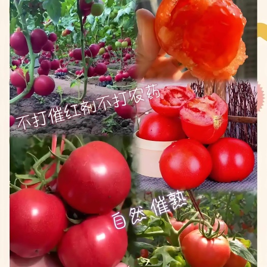 海阳市普罗旺斯西红柿二两半以上