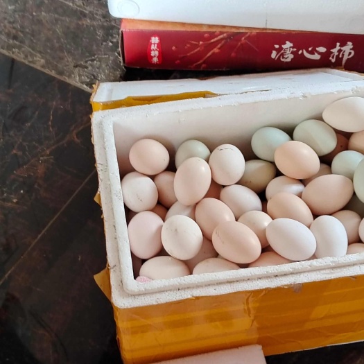 东台市鹊山鸡种蛋，鹊山鸡雪峰乌鸡杂交种蛋。