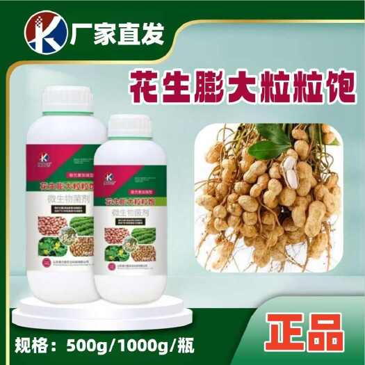 寿光市花生膨大粒粒饱绿叶壮棵颗粒饱满提升产量