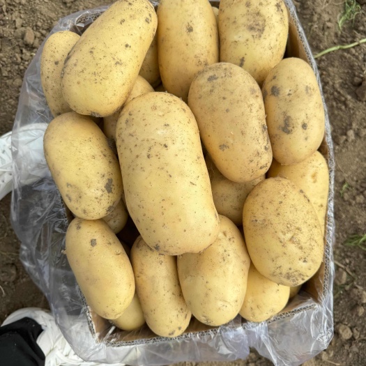 滕州土豆已大量上市，荷兰，沃土，V7