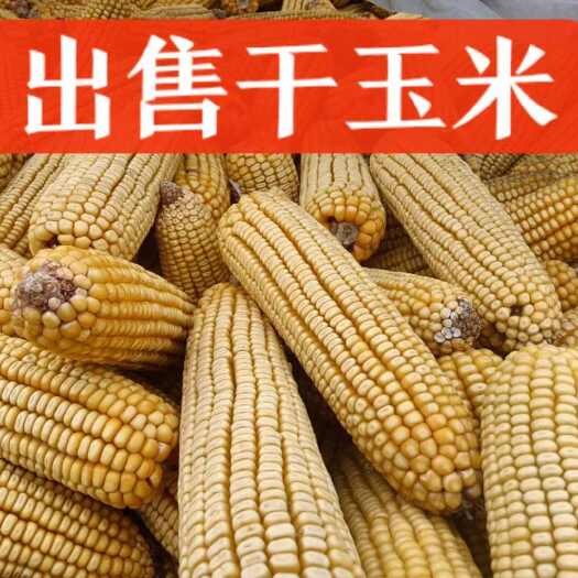 前郭县纯绿色玉米，干玉米，玉米面，玉米茬子！