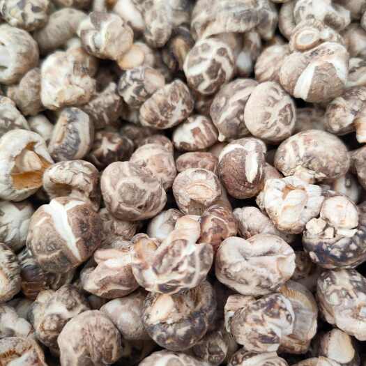 湖北随县自产自销产地直发2.0至2.5秋栽茶花菇，菇质厚实
