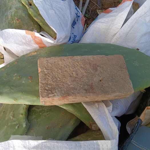 周口米邦塔仙人掌盆栽绿植植物园艺景观优选周口发先货