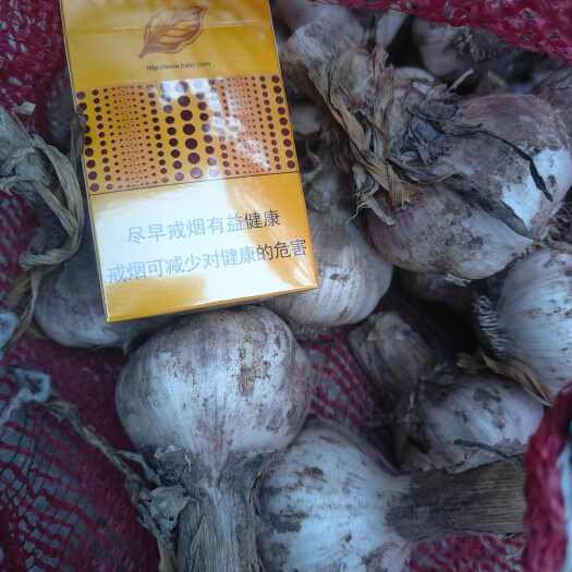 舞阳县大蒜