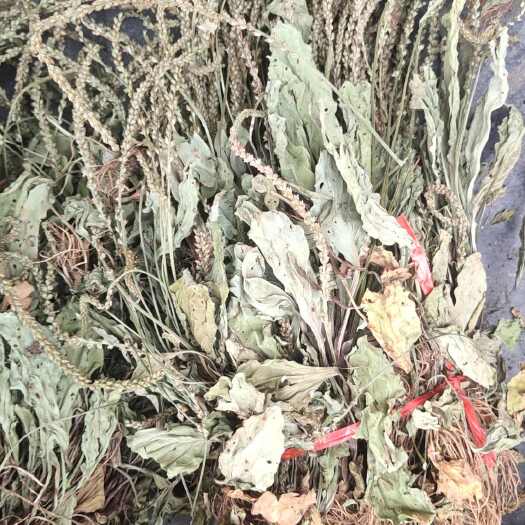 铜仁车前草优质车前草中药材全草类干货批发零售